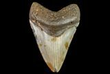 Fossil Megalodon Tooth - North Carolina #104991-1